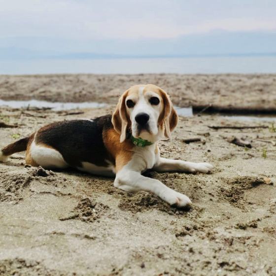 Wilma the beagle on a beach