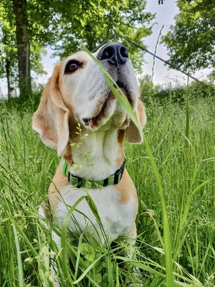 Wilma the beagle in tall grass