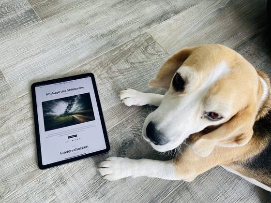 Wilma the beagle next to a tablet
